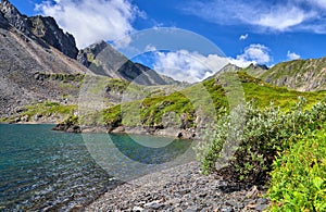 Subshrub grows on fragments of rocks on shore