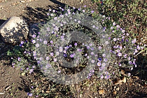 Subshrub of violet Michaelmas daisies in bloom in November
