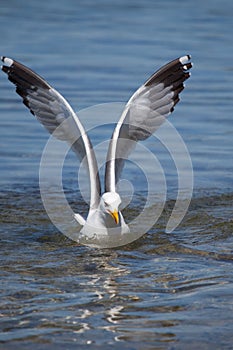 Subsided Seagull photo