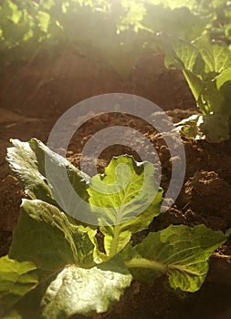 Subsistence agricultural. Vegetables in the irrigated garden for own consumption. Fresh lettuce.