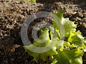 Subsistence farming. Appetizing young lettuce growing in the irrigated garden. Agricultural environment.