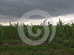 Subsistence farming - Corn field in Haratghe Ethiopia