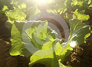 Subsistence farming. Young watering lettuce in vegetable garden.
