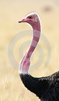 A subspecies of ostrich. photo