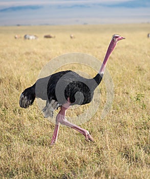 A subspecies of ostrich photo