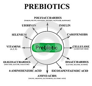 Substances prebiotics. Food for lactobacilli and bifidobacteria. Infographics. Vector illustration on isolated background