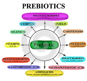 Substances prebiotics. Food for lactobacilli and bifidobacteria. Infographics. Vector illustration on isolated background