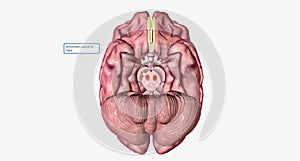 The substantia nigra is a concentrated area of dopamine producing neurons in the brainstem