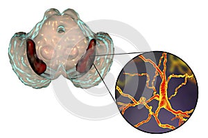 Substantia nigra of the midbrain