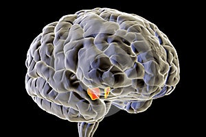 Substantia nigra of the midbrain, 3D illustration. Substantia nigra regulates movement