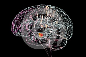 Substantia nigra of the midbrain, 3D illustration. Substantia nigra regulates movement and reward