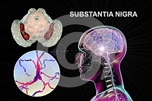 Substantia nigra of the midbrain and its dopaminergic neurons, 3D illustration