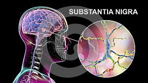 Substantia nigra of the midbrain and its dopaminergic neurons, 3D illustration