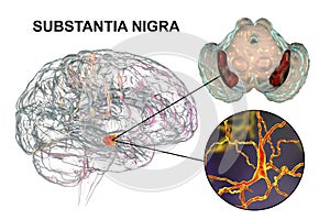 Substantia nigra of the midbrain and its dopaminergic neurons, 3D illustration