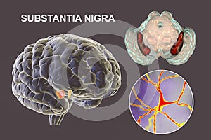 Substantia nigra of the midbrain and its dopaminergic neurons, 3D illustration