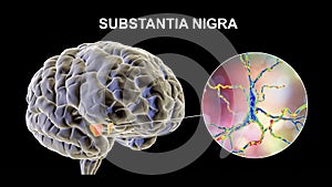 Substantia nigra of the midbrain and its dopaminergic neurons, 3D illustration