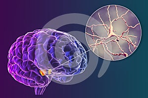 Substantia nigra of the midbrain and its dopaminergic neurons, 3D illustration