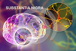 Substantia nigra of the midbrain and its dopaminergic neurons, 3D illustration photo