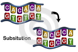 Substitution mutation, error during DNA replication