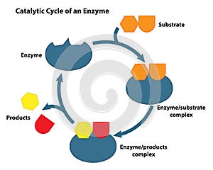 Substrate and Enzyme in Catalytic Cycle