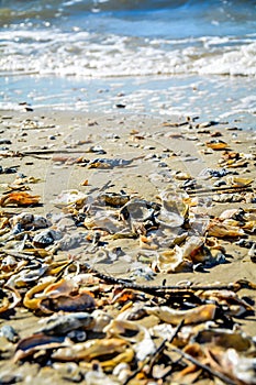 Subtenants of the beach