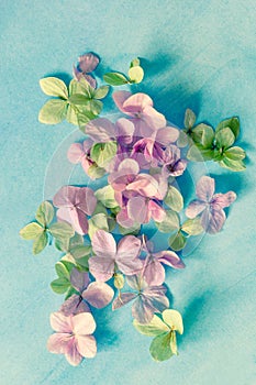 Subtle artistic floral backgrodund with hortensia flowers