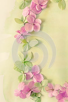 Subtle artistic floral backgrodund with hortensia flowers