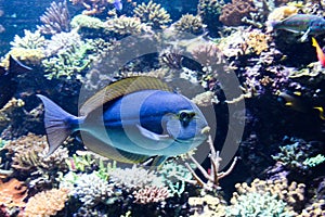 Subtle blues on salt water tropical fish with yellow fin edging