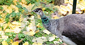 Subtle elegance of peacock against rich tapestry of leaves