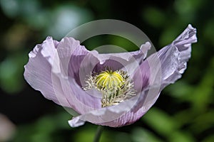 Subtle Lilac and Purple Breadseed Poppy Flower in the wind on a green spring garden. Gentle movements in the spring breeze.