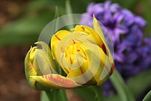 Monsella tulips unfurl as the sun warms the earth in early spring