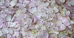 Subtle pink hues of Hydrangea petals. Close up  background. photo
