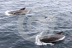 In the subtle waves of the Norwegian Sea, a pilot whale family, including a playful calf