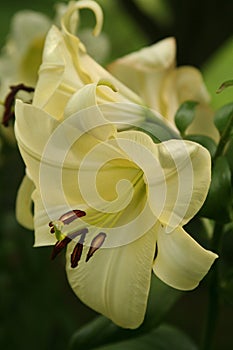 Subtly colored Orienpet lilies reveal intricate details