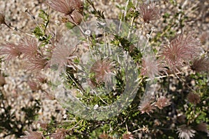 Blooming rabbitbrush photo