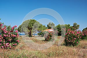 The subtropical coastline in the region of Paphos. Cyprus