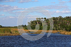 Subtropical Everglades Landcape