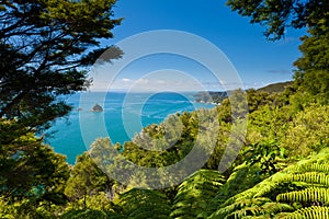 Subtropical forest of Abel Tasman NP, New Zealand