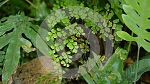 Subtropical forest in California USA. Fresh springtime morning atmosphere, green bright wood, sunny natural rainforest