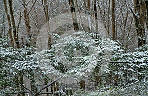subtropical forest is covered with snow