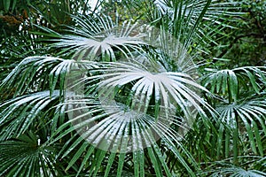 Subtropical forest with fan palm in snow