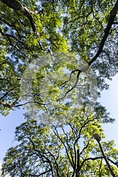 Subtropical forest, Lezama Park, Buenos Aires, Argentina