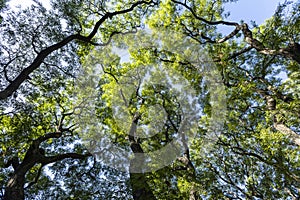 Subtropical forest, Lezama Park, Buenos Aires, Argentina