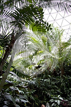 Subtropical garden