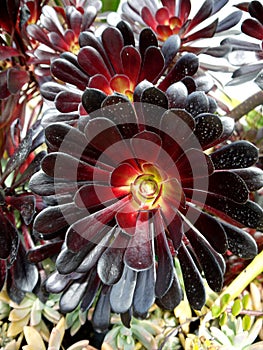 Subtropical garden: Aeonium arboreum plants photo