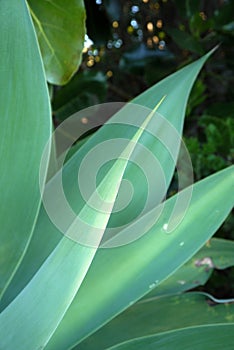 Subtropical garden: agave leaves photo