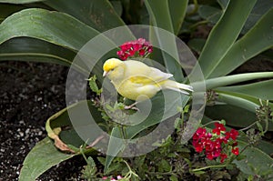 Subtropical garden bird photo