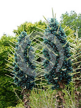 Subtropical garden: blue puya bromeliad flowers