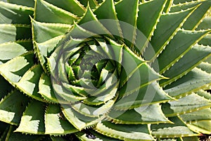 Subtropical garden: spiral aloe detail photo