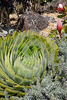 Subtropical garden: spiral aloe with proteas